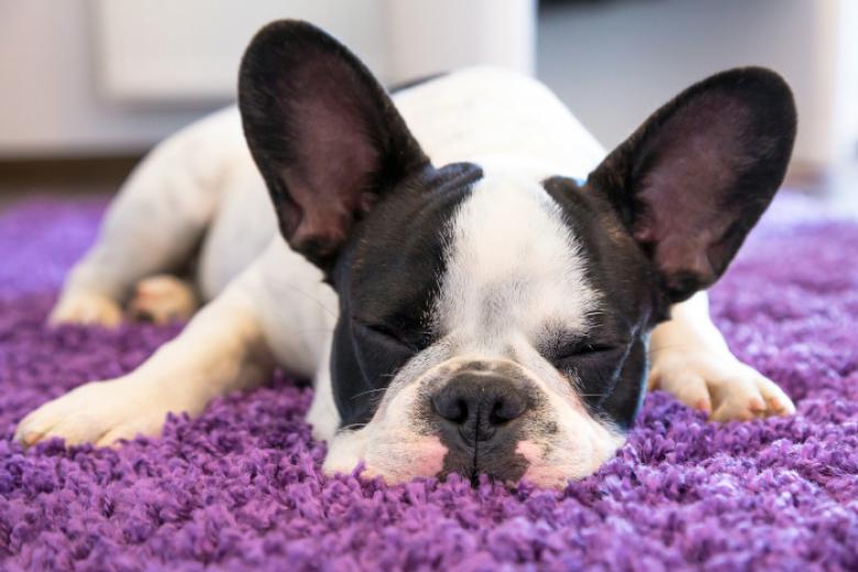 Having your carpets professionally cleaned will give you healthy carpets.